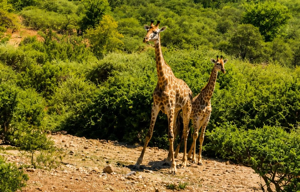 Motse River Lodge at Potlake Game Reserve