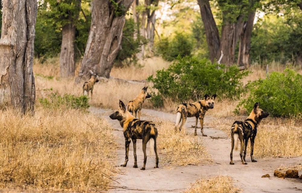 Motse River Lodge at Potlake Game Reserve